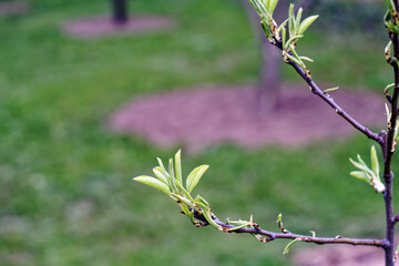 blooming leaves on a young apple tree in the garden