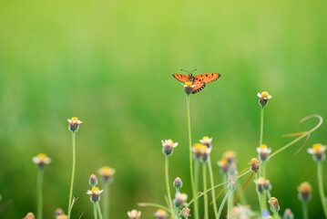 Butterfly on green grass field with flowers, A beautiful butterfly in a meadow in orange and green tones