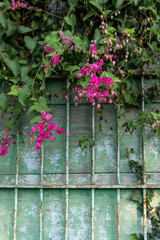 Fototapeta na wymiar beautiful weathered green wooden background with flowers, plants and a fence