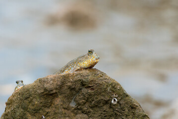 Blue spotted mudskipper fish (Boleophthalmus boddarti)