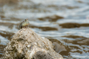 Blue spotted mudskipper (Boleophthalmus boddarti)