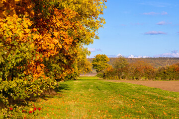 Fototapeta premium Yellow Green deciduous tree in autumn