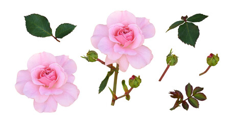 Set of pink rose flower and green leaves isolated - obrazy, fototapety, plakaty