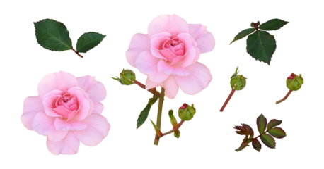 Set of pink rose flower and green leaves isolated