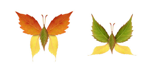 Beautiful butterflies from colorful autumn leaves of wild grape isolated