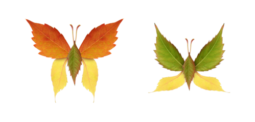 Beautiful butterflies from colorful autumn leaves of wild grape isolated