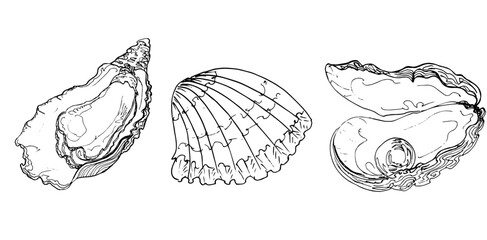 Sketch oyster with pearl and  shell.Hand drawing illustration.vector