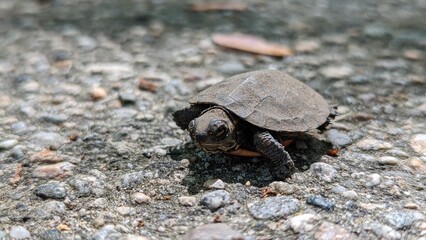 tiny baby turtle crossing a path