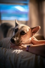 Vertical shot of a German Shepard looking aside with his chin placed on his owners legs