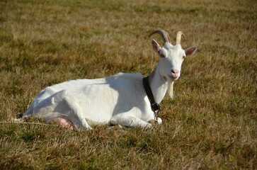 White domestic goat resting on a meadow