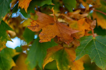 Macro image of yellow maple leaves in autumn