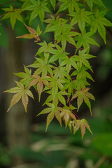 色づき始めたもみじの葉っぱ