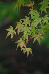 色づきはじめたもみじの葉