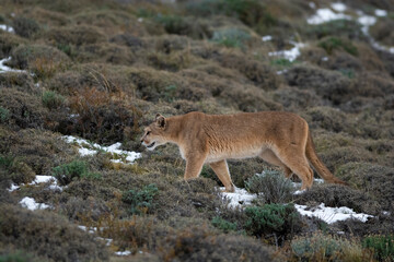 Puma walking in mountain environment, Torres del Paine National Park, Patagonia, Chile.