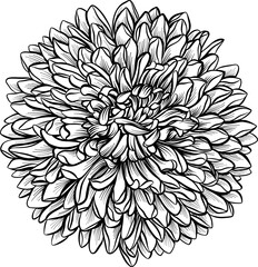 Aster or chrysanthemum sketch. A lush flower. Element. The drawing is realistic in black and white style. Vector.