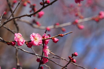 梅の花