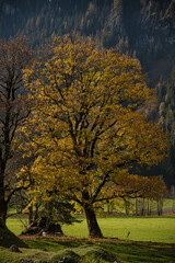 Fototapeta premium ein Laubbaum eiche buche gelb farbe leuchtend im Herbst