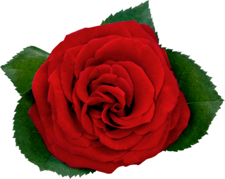 Rose flower plant red rose flower head single rose red