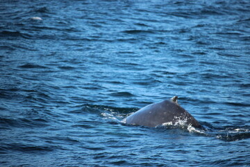 Obraz premium Whale, Iceland