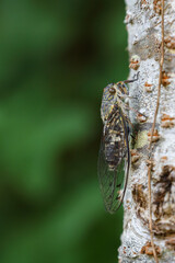 ツクツクボウシ