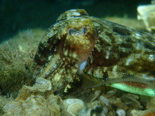 Common cuttlefish or European common cuttlefish (Sepia officinalis) close-up undersea, Aegean Sea, Greece, Halkidiki