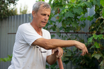 A gray-haired gardener, a winemaker, relies on a shovel in his garden, where grapes also grow