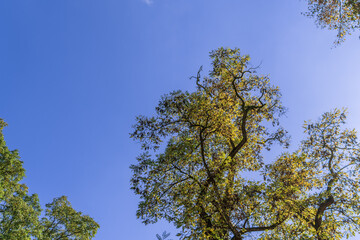 Obraz premium Golden leaves on the branches of a tall tree against a blue sky background in bright sunlight. Bottom view of a large crown of a tree with autumn leaves. autumn background image