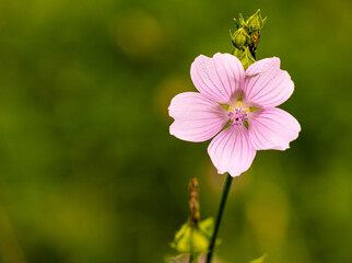 Obraz premium Fleur du jardin