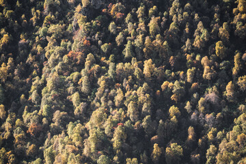Fototapeta na wymiar Mountain autumn slope overgrown with autumn trees of warm shades in autumn, in the mountains of the Caucasus
