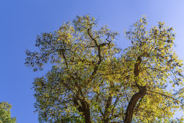 Golden leaves on the branches of a tall tree against a blue sky background in bright sunlight....