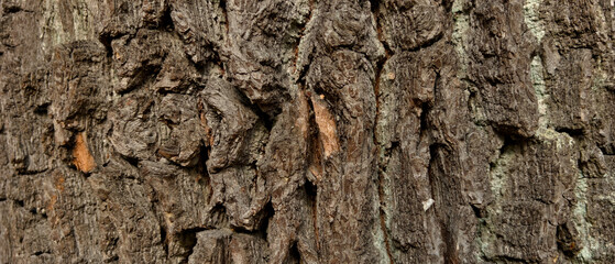 Background of a tree bark structure.