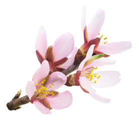Pink almond tree blossoms on a branch cutout
