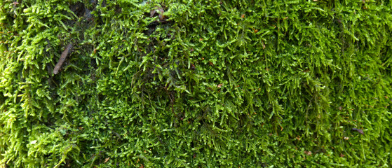 Background of a tree bark structure.