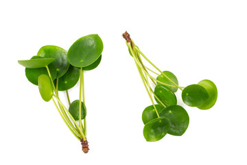 Pilea plant cuttings isolated on white background