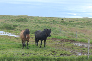 Icelandic horses