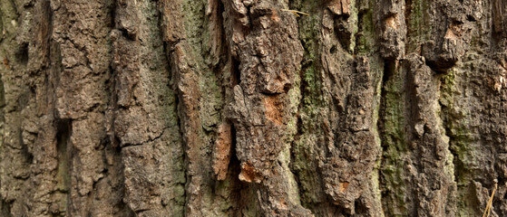 Background of a tree bark structure.