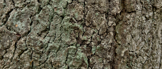 Background of a tree bark structure.