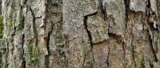 Background of a tree bark structure.