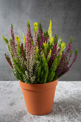 Blooming colorful heather flowers (calluna vulgaris L.)  grey surface.