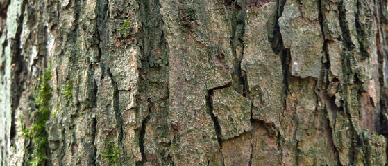 Background of a tree bark structure.