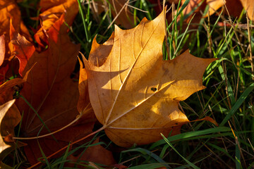 Macro image of yellow maple leaves in autumn