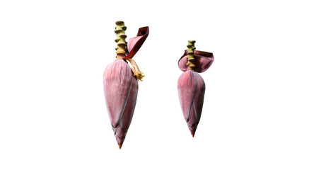 Isolated banana flower with clipping paths.