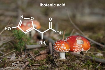 Fly agarics (Amanita muscaria)  and structural formula of ibotenic acid.