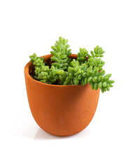 sedum burrito isolated on white background