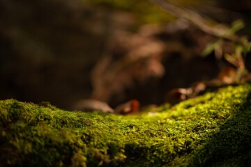 Green forest moss on woods