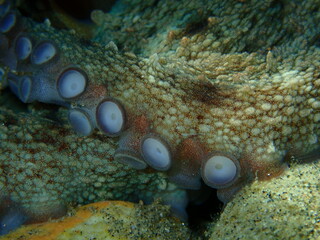 Suction cups or suckers on the tentacles of common octopus (Octopus vulgaris) close-up undersea, Aegean Sea, Greece, Halkidiki