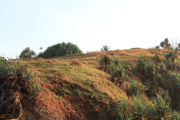 beachside view path in the meadow