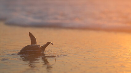 Leatherback turtle baby reaching ocean