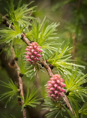 Blooming larch in spring time.
