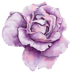 Watercolor violet peony